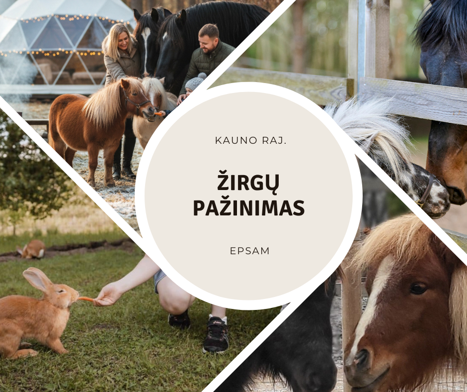 Kauno raj. – žirgų pažinimas